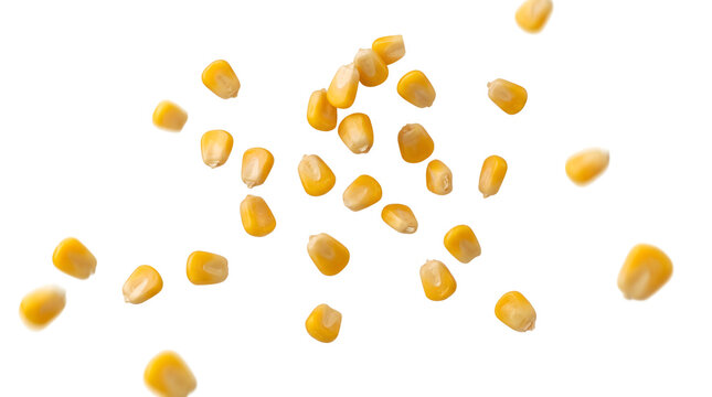 Fresh sweet corn kernels scattered on transparent background
