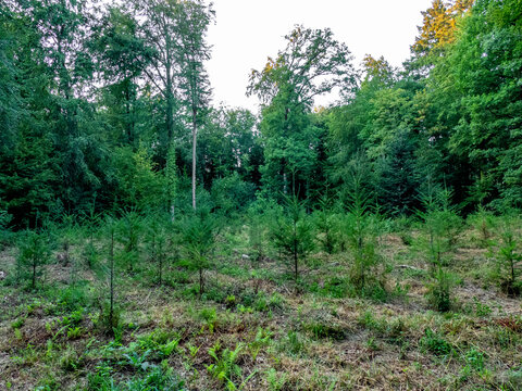 Wiederaufforstung im Mischwald