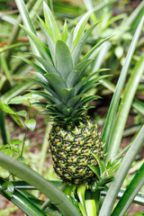 Obraz premium Unripe pineapple fruit growing on plant in agricultural field, Costa Rica
