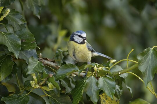 Blue tit (Cyanistes caeruleus) adult garden bird in an ivy tree, England, United Kingdom