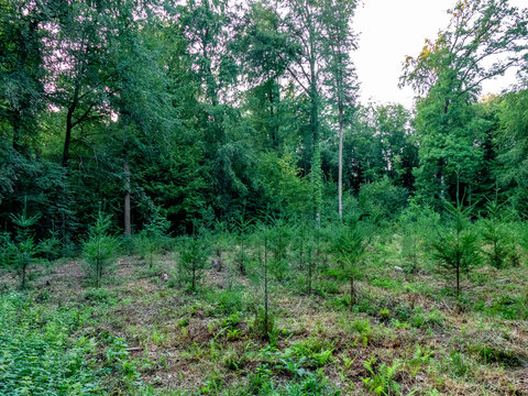 Wiederaufforstung im Mischwald