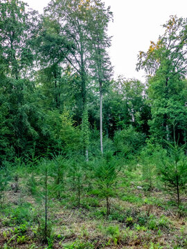 Wiederaufforstung im Mischwald