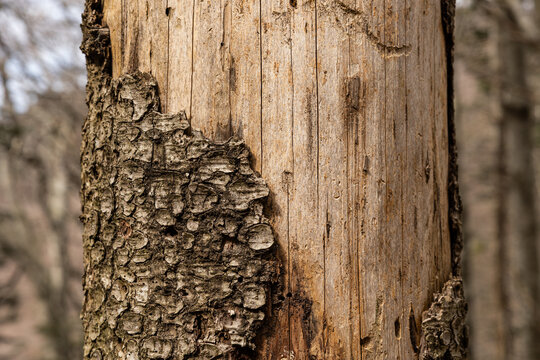 tronco d'albero, probabilmente un abete rosso, che appare danneggiato con la corteccia che si stacca in parte, rivelando il legno sottostante