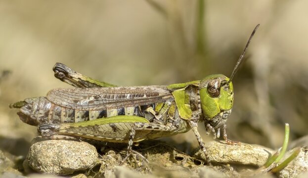Acrididae, caelifera, field locusts, gomphocerinae, grasshoppers, heather grasshoppers, small heather grasshoppers, short-feeler scare, stenobothrus stigmaticus, grasshoppers, insects, lesser mottled grasshoppers