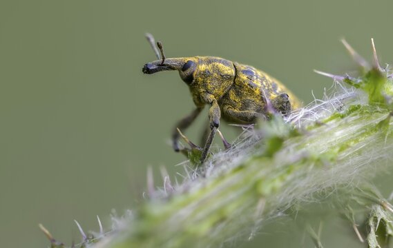 Thistle weevil, larinus cf sturnus, larinus sturnus, weevil, beetle, coleoptera, insects, beetles