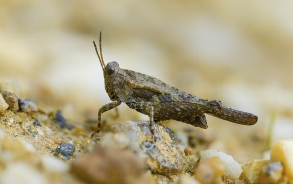 Cepero's groundhopper, sand groundhopper, tetrix ceperoi, western spinhopper, grasshopper, grasshopper, grasshopper, grasshoppers, insects