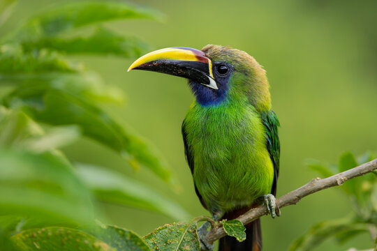 Northern emerald toucanet (Aulacorhynchus prasinus) perched on mossy branch
