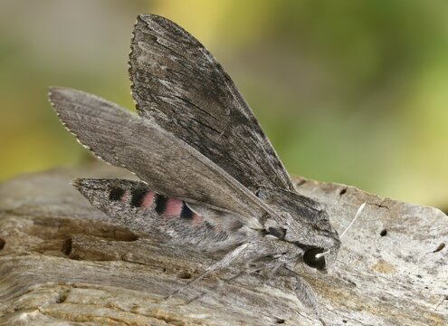 Agrius convolvuli, convolvulus hawk-moth, winch swarmers, insects, moths, moths, butterflies