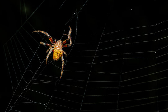 Spider waiting on spiderweb against dark night background in jungle, macro