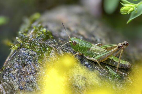 Acrididae, Caelifera, Chorthippus parallelus, field locusts, common grasshoppers, gomphocerinae, short-feeler scare, pseudochorthippus parallelus, grasshoppers, grasshoppers, insects, male, meadow grasshopper, male