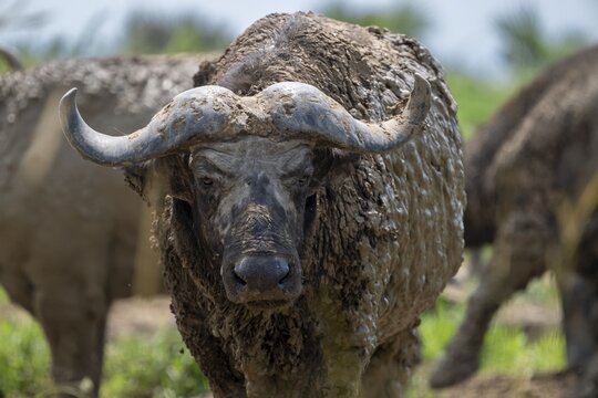 Cape buffalo (Syncerus caffer) after a mud bath, Murchison Falls National Park, Uganda