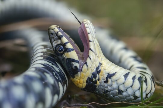 Grass snake, Natrix Natrix, grass snake, fright, thanatosis, death reflex, apparent death, reptilia, reptilia, ringed snake, snakes, snakes, water snake