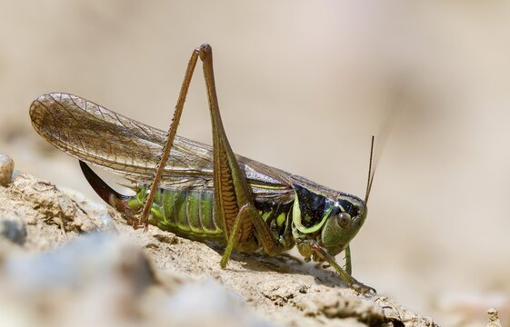 Grasshoppers, deciduous locusts, Metrioptera roeselii, Roesel's bush cricket, R&ouml;sel's bite deterrent, tettigoniidae, bog bush cricket, Ensifera, grasshoppers, insects, long-feeler scare