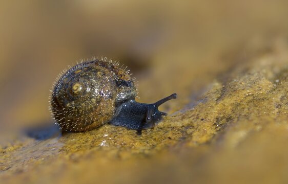 Silky hair snail, trochulus sericeus, gastropoda, mollusca, snails, snails, molluscs