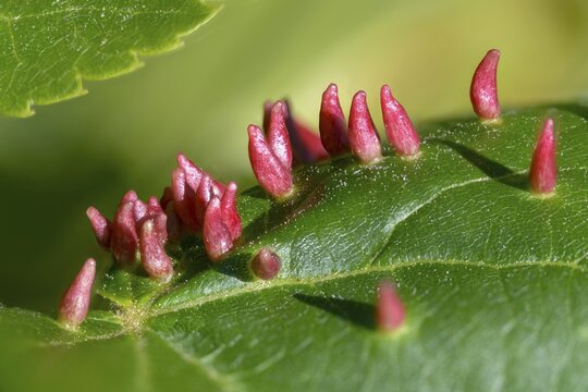 Bugle gall mite, eriophyes tiliae, lime nail gall mite, linden gall mite, linden gall mite, summer linden squirrel gall mite, pin gall, mites