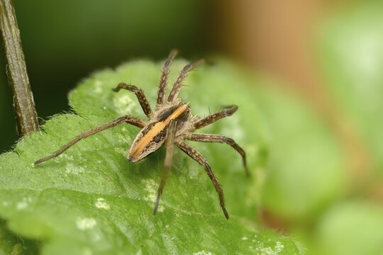 Araneomorphae, bridal gift spider, real web spiders, list spider, nursery web spider, pisaura mirabilis, hunting spiders, spiders