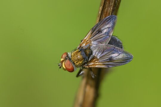 Blue iridescent bedfly, pattern-winged bug tachinid fly, phasia hemiptera, caterpillar flies, tachinidae, bedbug fly, diptera, insects, two-winged birds