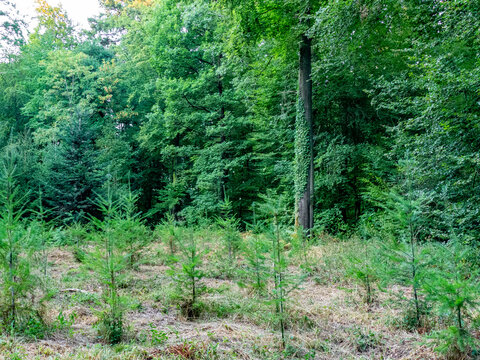 Wiederaufforstung im Mischwald
