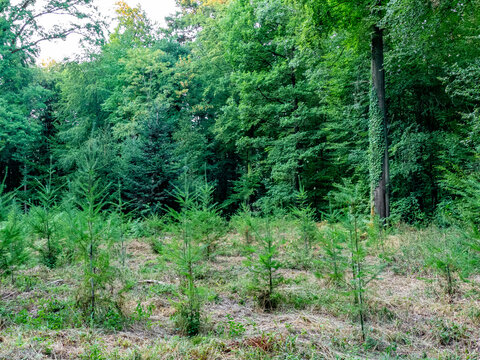 Wiederaufforstung im Mischwald