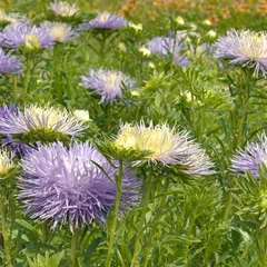 Vibrant Violet Needle Asters Growing in a Scenic Summer Botanical Park and Flowerbed © Serghei V