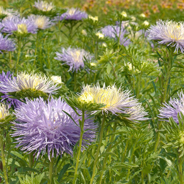 Vibrant Violet Needle Asters Growing in a Scenic Summer Botanical Park and Flowerbed