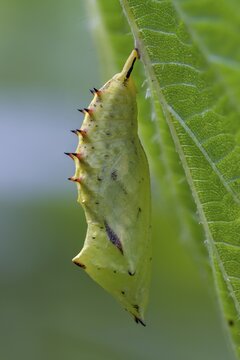 Aglais io, Inachis io, Nymphalis io, peacock, peacock, butterfly, high size, portrait, insects, pupa, pupa, butterflies, butterflies, butterflies