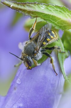 Anthidium manicatum, apidae, bees, European wool carder bee, garden woolbee, large woolbee, hymenoptera, megachilidae, woolbee, high size, portrait format, insects, wild bees