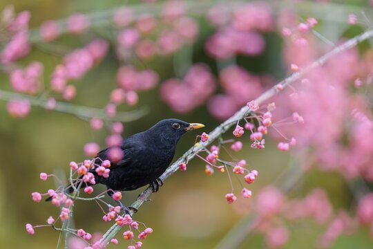 A common blackbird (Turdus merula) sits in a European spindle tree (Euonymus europaeus), and eats the fruit