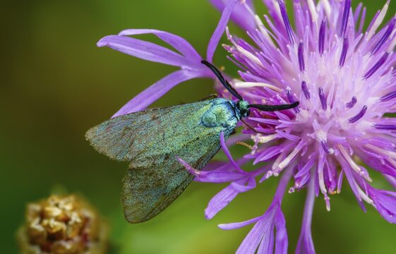Flake green ram, green ram, jordanita globulariae, insects, moths, moths, moth, scarce forester, ram