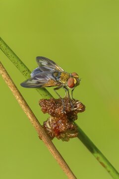 Blue iridescent bedfly, pattern-winged bug tachinid fly, phasia hemiptera, caterpillar flies, tachinidae, bedbug fly, diptera, high size, portrait format, insects, two-winged