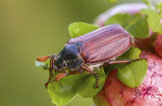Leaf horn beetle, field may beetle, common may beetle, may bug, melolontha melolontha, scarabaeidae, beetle, cockchafer, coleoptera, doodlebug, insects, beetles