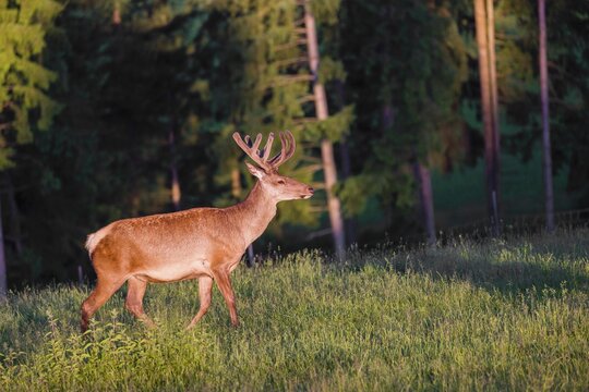 An Altai maral stag, Altai wapiti or Altai elk (Cervus canadensis sibiricus) stands in a meadow in the first light of the day