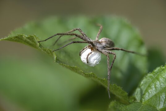 Araneomorphae, bridal gift spider, real web spiders, list spider, nursery web spider, pisaura mirabilis, egg cocoon, female, hunting spiders, spiders, female