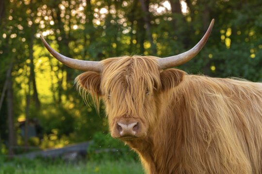 Artiodactyla, bos primigenius f. taurus, cattle, even-toed ungulate, highland cattle, kyloe, cloven-hoofed, cattle grazing, Scottish highland cattle, grazing, domesticated animals, extensive grazing, pet, highland cattle, mammals, cattle, mammals, mammals, pasture