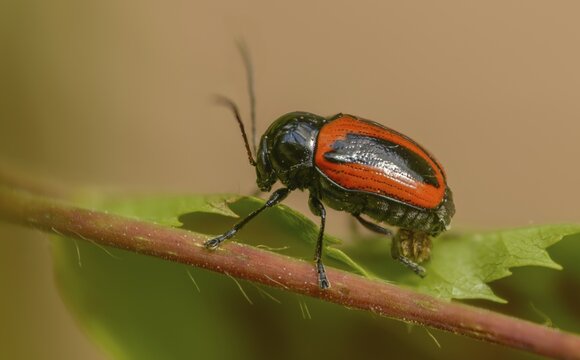 Cryptocephalus bipunctatus, drop beetle, two-spotted pot beetle, two-spotted drop beetle, beetle, coleoptera, insects, beetles