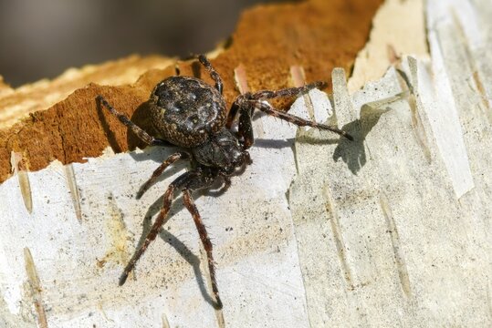 Arachnida, araneoidea, nuctenea umbratica, wheelweb spiders, cleft spiders, spiders, spiders, walnut orb-weaver spiders