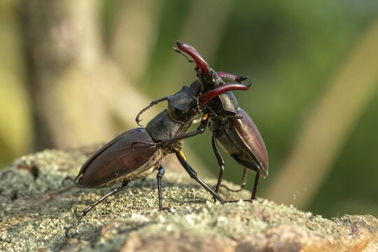 Thundergugi, firecracker, stag beetle, hornschr&ouml;ter, Lucanus cervus, Schr&ouml;ter, Beetle, Coleoptera, fight, insects, fight, beetle, male, stag beetle