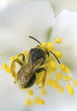 Andrena hemorrhoids, apidae, bees, early mining bee, hymenoptera, orange-tailed mining bee, redback sand bee, redheaded sand bee, sand bee, high size, portrait format, insects, insects