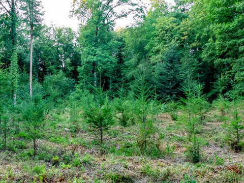 Wiederaufforstung im Mischwald