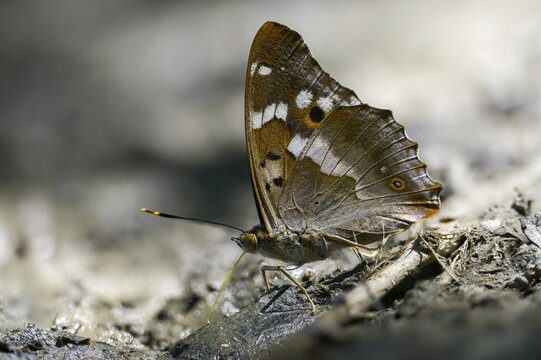 Apatura ilia, small Schiller butterfly, Lesser purple emperor, butterfly, insects, butterflies, butterflies, butterflies