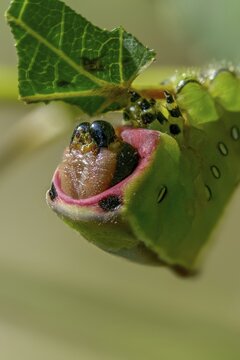 Cerura vinula, fork tail, large fork tail, notodontidae, puss moth, toothmoth, high size, portrait, inchworm, insects, moths, moths, moths, caterpillar, butterflies