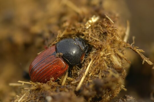 Aphodius cf. fimetarius, aphodius fimetarius, dung beetle, common dung beetle, red-winged dung beetle, beetle, coleoptera, dung, insects, droppings, beetles, dung