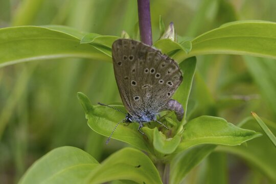 Glaucopsyche Alcon ssp. rebeli, glaucopsyche rebeli, cruciferous ant blue, maculinea rebeli, phengaris alcon ssp. rebeli, phengaris rebeli, butterfly, egg deposition, egg laying, female, insects, butterfly, butterflies, butterflies, butterflies, butterflies, butterflies, female