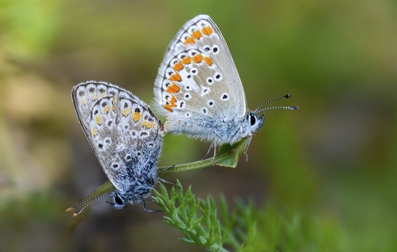 Common blue, common blue, crested blue, polyommatus icarus, blue, butterfly, insects, copula, mating, mating, butterflies, butterflies, butterflies