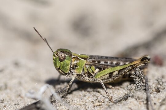 Common Green Grasshopper (Omocestus viridulus), Emsland, Lower Saxony, Germany
