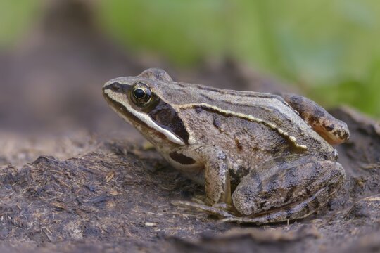 Manure heap, poop, cow dung, cow patties, moor frog, moor frog, rana arvalis, amphibians, amphibians, dung, frog, frog, frogs, young animal, juvenile, droppings, amphibians, dung, dung heap