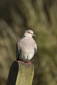 European turtle dove (Streptopelia turtur) adult bird on a fence post, England, United Kingdom