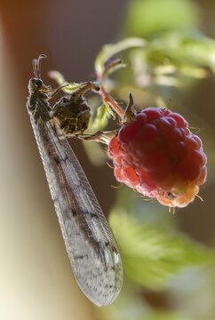 Antmaids, Euroleon Nostras, spotted winged ant maid, Myrmeleontidae, Neuroptera, Suffolk Antlion, high size, portrait format, insects, web-winged