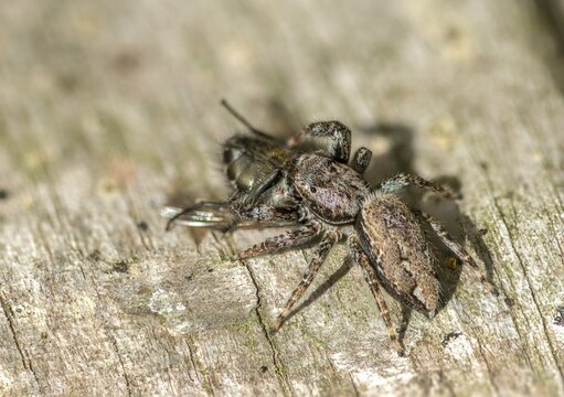 Arachnida, fencepost jumper, large bark jumping spider, marpissa muscosa, bark stretcher, arachnids, prey, spiders, spiders