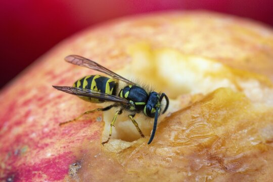 German wasp, real wasp, German wasp, hymenoptera, short-headed wasps, vespula germanica, on apple, on food, on fruit, apple, wrinkled wasps, insects, fruit, wasp, wasp